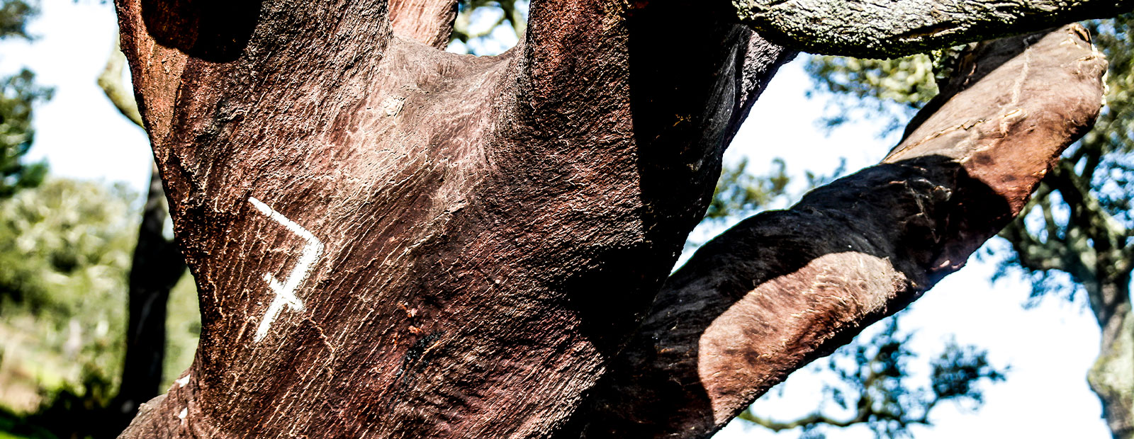 ACP-DETALHE-BAJA-TT-ACP-PLANO-AMBIENTAL