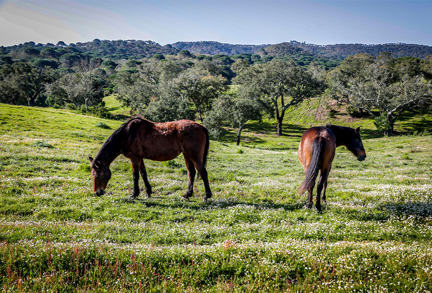 Baja TT ACP - Natureza