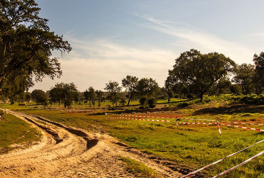 Baja TT ACP - Terreno